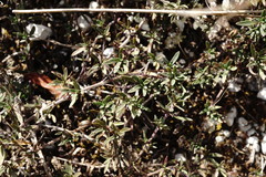 Thymus callieri