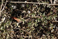 Thymus callieri