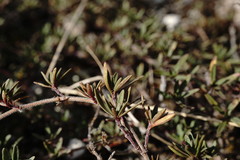 Thymus callieri