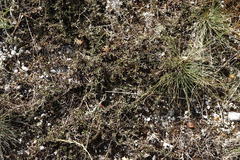 Thymus callieri