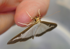 Cydalima perspectalis