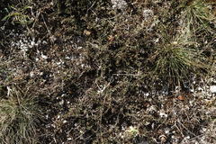 Thymus callieri
