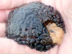 Phlyctenactis tuberculosa