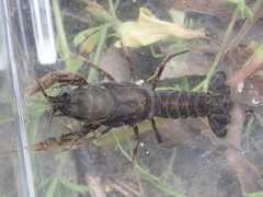 Cambarus ortmanni