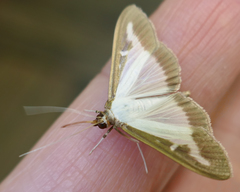 Cydalima perspectalis
