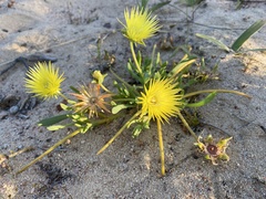 Conicosia pugioniformis