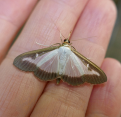 Cydalima perspectalis