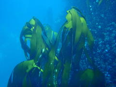 Laminaria pallida