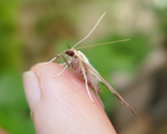 Cydalima perspectalis