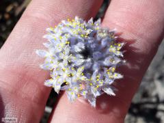 Lachnaea pomposa