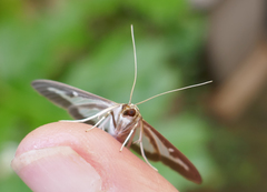 Cydalima perspectalis