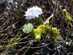 Lachnaea pomposa