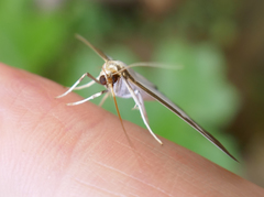 Cydalima perspectalis