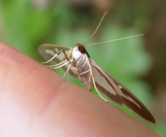 Cydalima perspectalis