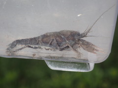 Cambarus ortmanni