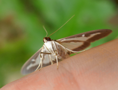 Cydalima perspectalis