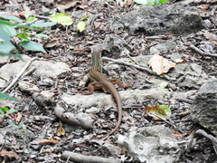 Aspidoscelis angusticeps angusticeps