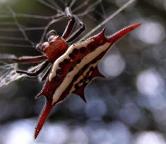 Gasteracantha milvoides