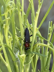 Stenosphenus dolosus