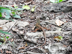 Aspidoscelis angusticeps angusticeps