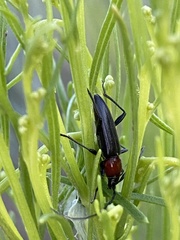 Stenosphenus dolosus