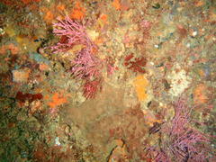 Amphiroa ephedraea