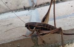 Incertana decorata