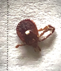 Amblyomma americanum