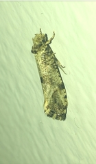 Morophaga choragella