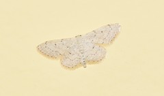 Idaea palaestinensis