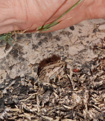 Physalaemus biligonigerus