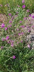 Mirabilis comata
