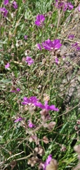Mirabilis comata