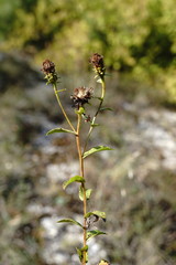 Pentanema asperum