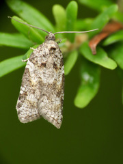 Acleris gloveranus