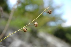 Linum squamulosum