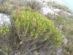 Erica intermedia intermedia