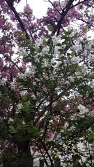 Malus spectabilis