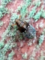 Megamelodes quadrimaculatus