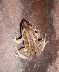 Leptodactylus macrosternum