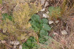 Lichtensteinia latifolia
