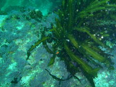 Anthophycus longifolius