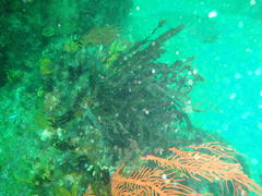Anthophycus longifolius