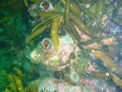 Anthophycus longifolius