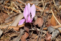 Cyclamen graecum