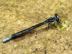 Pseudagrion furcigerum