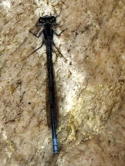 Pseudagrion furcigerum