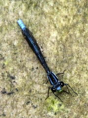 Pseudagrion furcigerum