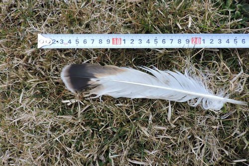 Plume de Buse pattue