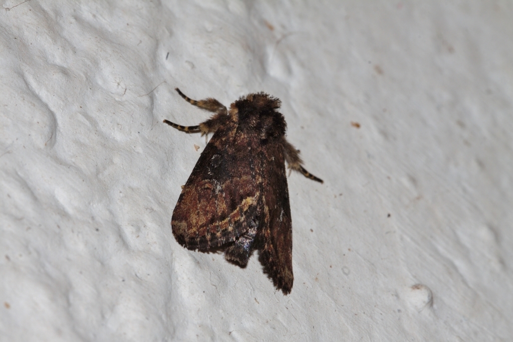 Busseola